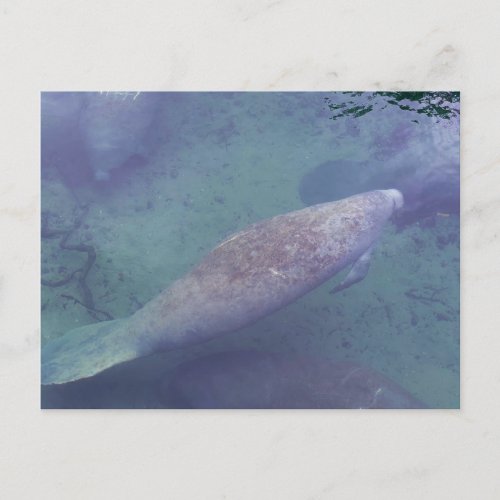 Manatee Swimming Florida Blue Springs Postcard