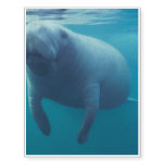 Manatee Temporary Tattoos