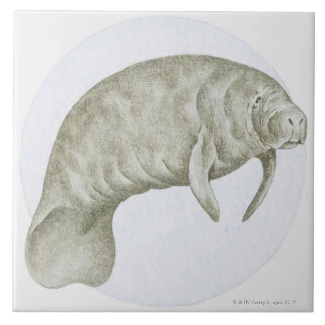 Manatee Tile | Zazzle