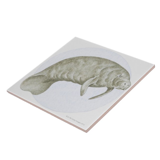 Manatee Tile | Zazzle