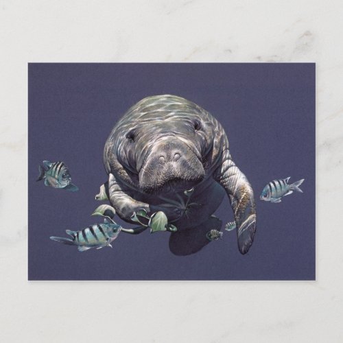 Manatee Underwater World Postcard