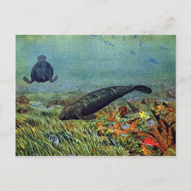 Manatees and Colorful Fish Postcard (Front)