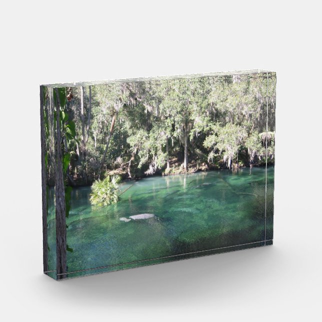 Manatees at Blue Springs Acrylic Award (Left)