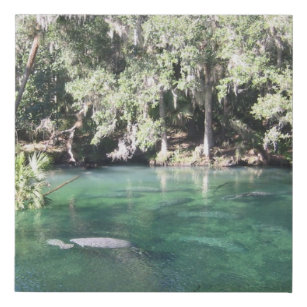 Manatees Swimming Blue Springs State Park Florida Faux Canvas Print