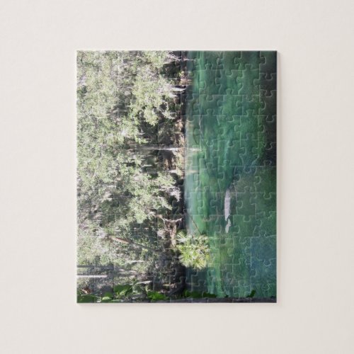 Manatees Swimming Florida Blue Springs State Park Jigsaw Puzzle