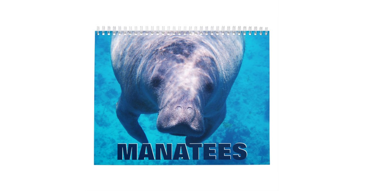 Manatees Wall Calendar Zazzle