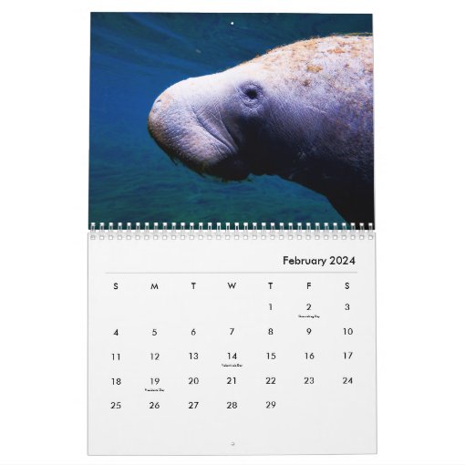 Manatees Wall Calendar Zazzle