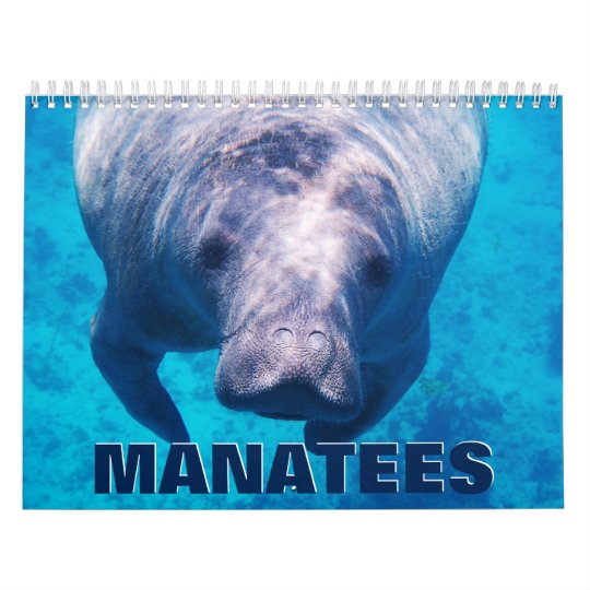 Manatees Wall Calendar 2021 Zazzle Com free manatee calendar 2021
