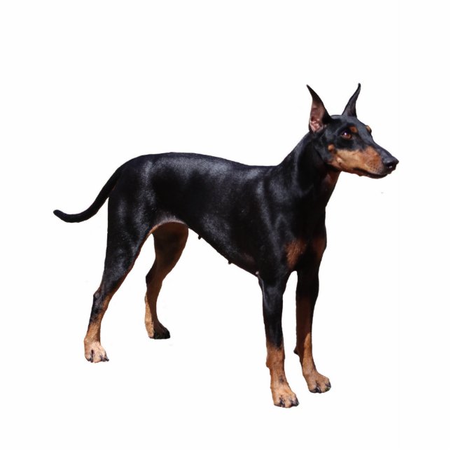 Manchester Terrier Cutout (Front)
