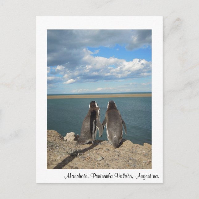 Manchots Postcard (Front)