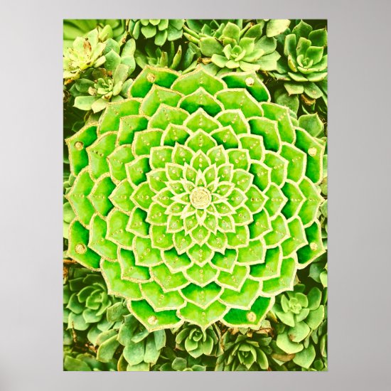 Mandala Green Gold Abstract Succulent Photography Poster