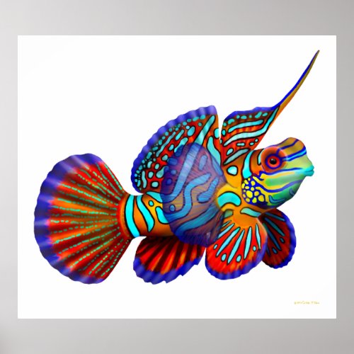 Mandarin Dragonet Goby Fish Poster