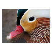 Mandarin Duck (Front Horizontal)