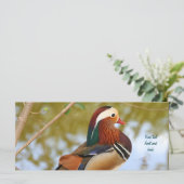 Mandarin Duck (Standing Front)