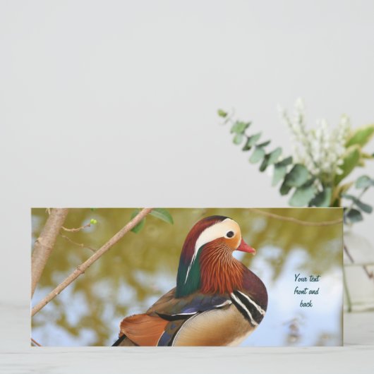 Mandarin Duck (Standing Front)