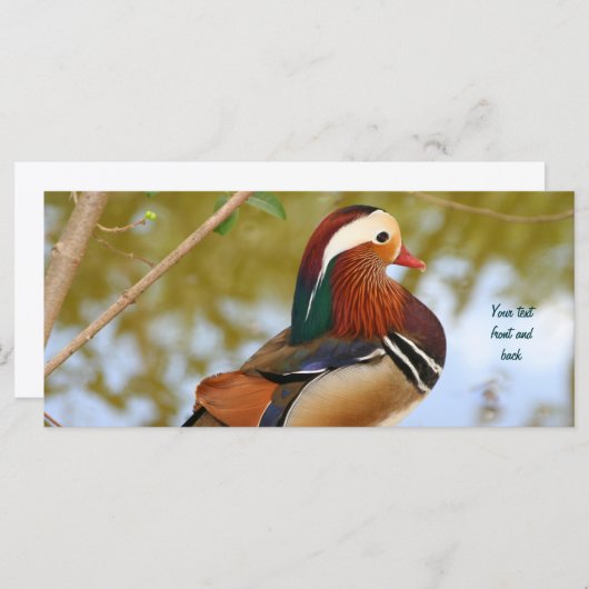 Mandarin Duck (Front/Back)