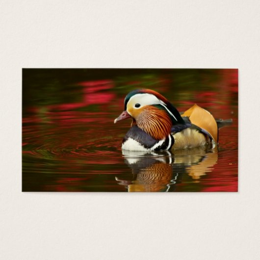 Mandarin Duck (Front)