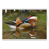 mandarin duck (Front Horizontal)