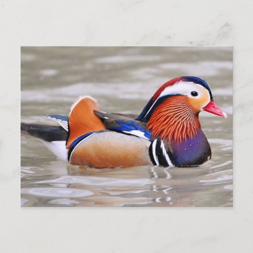 Mandarin Duck  Aix galericulata Postcard