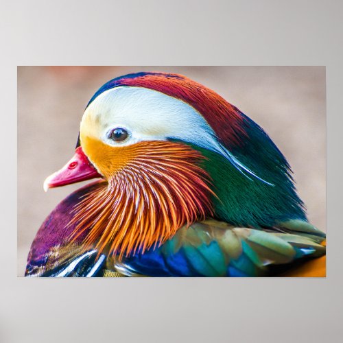 Mandarin Duck Beautiful Portrait Poster