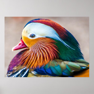 Mandarin Duck Beautiful Poster