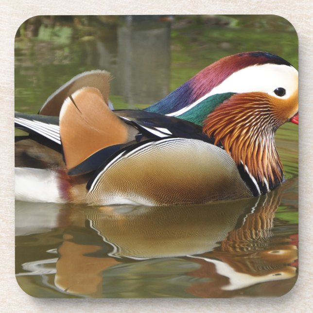 mandarin duck beverage coaster (Front)