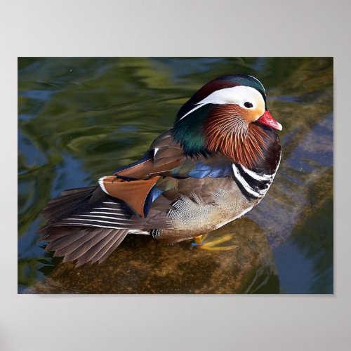 mandarin duck bird poster
