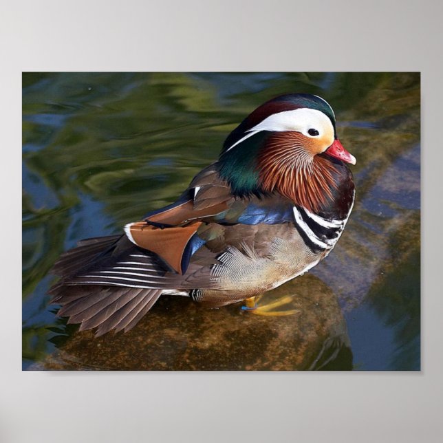 mandarin duck canvas print (Front)