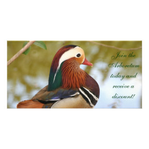 Mandarin Duck Card