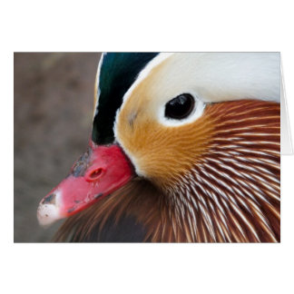 Mandarin Duck Cards