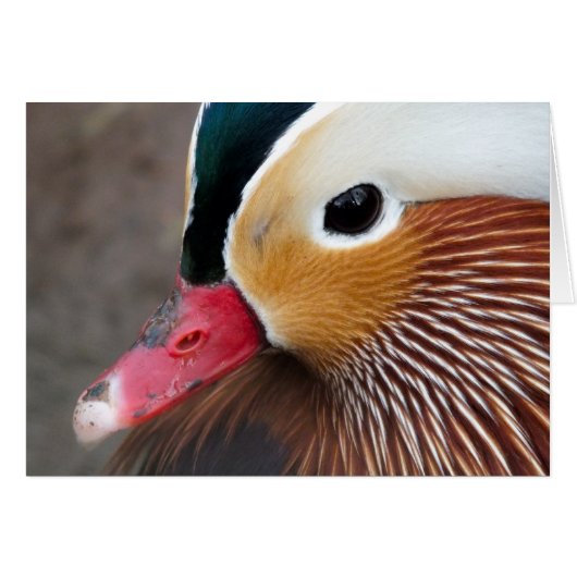 Mandarin Duck Cards (Front Horizontal)