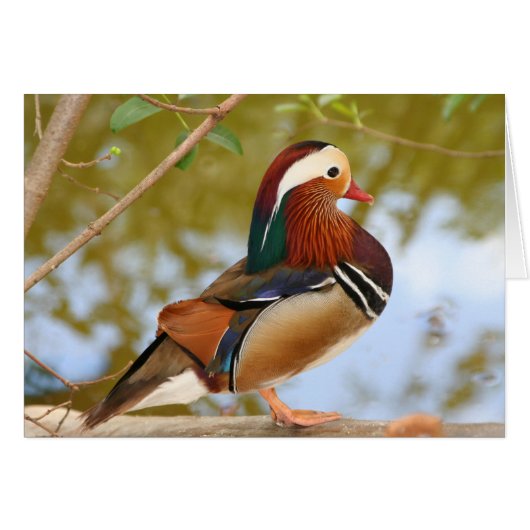 Mandarin Duck Cards (Front Horizontal)