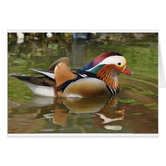 mandarin duck cards (Front Horizontal)