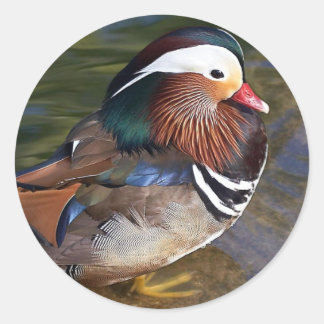 Mandarin Duck Classic Round Sticker