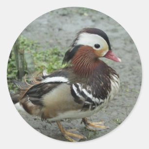 Mandarin Duck Classic Round Sticker