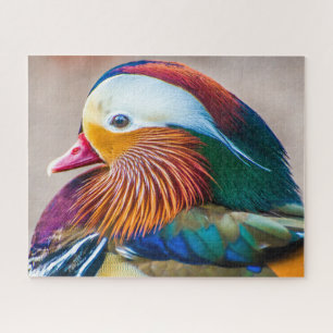 Mandarin Duck Close Up Portrait Jigsaw Puzzle