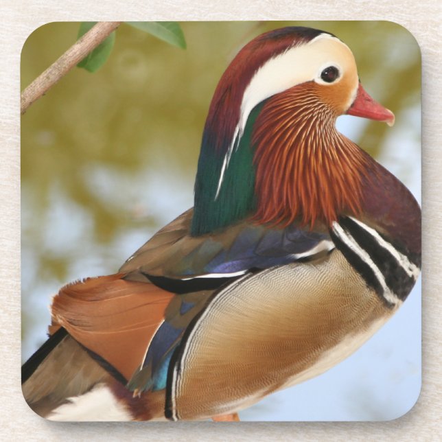 Mandarin Duck Coaster (Front)