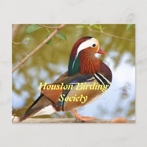 Mandarin Duck Flyer