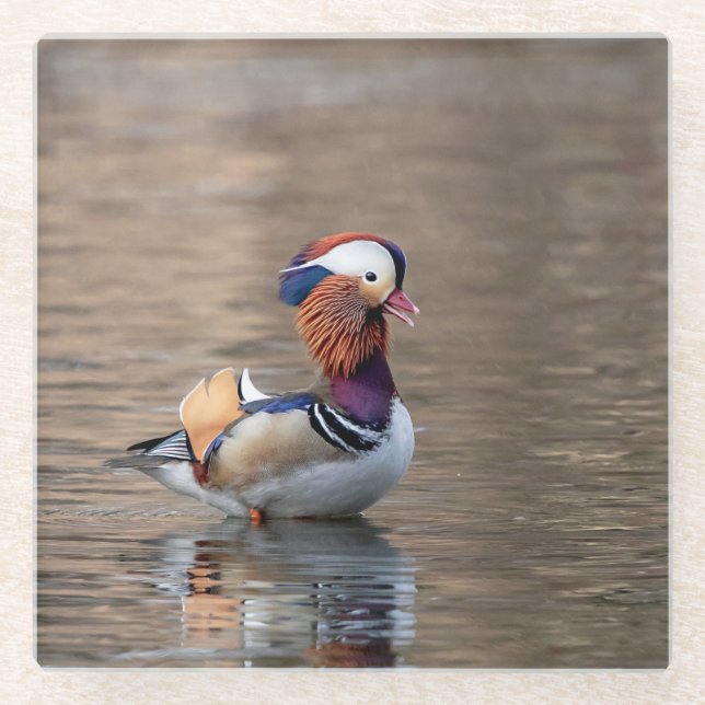 Mandarin Duck Glass Coaster (Front)