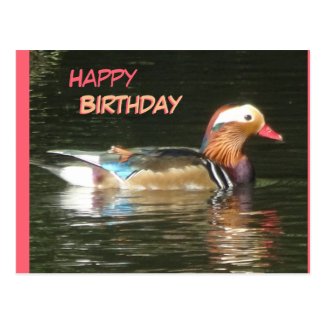 Mandarin Duck Happy Birthday Postcard