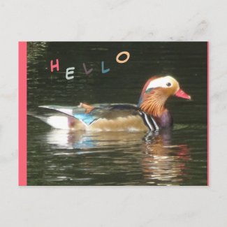 Mandarin Duck Hello Postcard