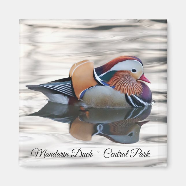 Mandarin Duck Magnet (Front)
