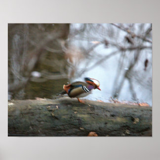 Mandarin Duck Photo Poster
