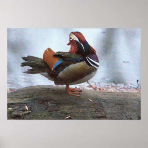 Mandarin Duck Photo Poster