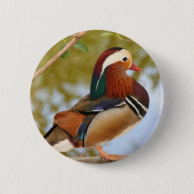 Mandarin Duck Pinback Button (Front)