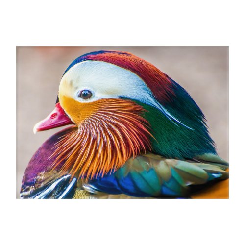 Mandarin Duck Portrait Acrylic Print