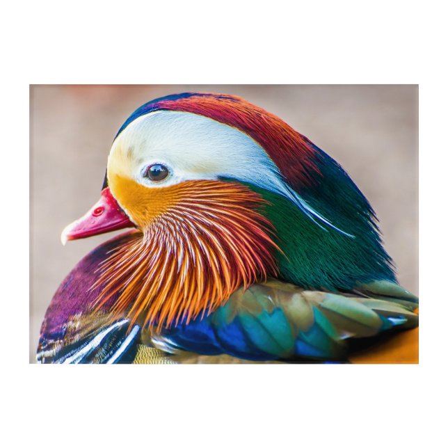 Mandarin Duck Portrait Acrylic Print (Front)