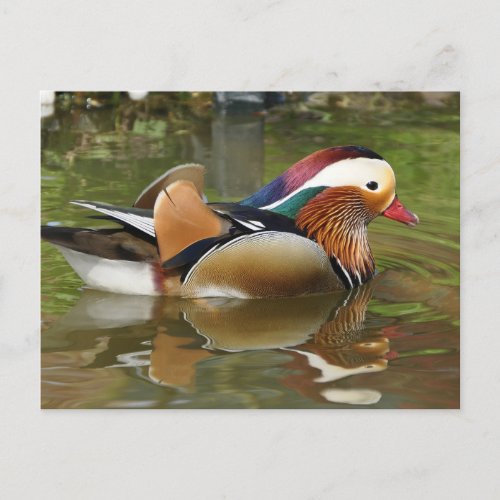 Mandarin Duck Postcard