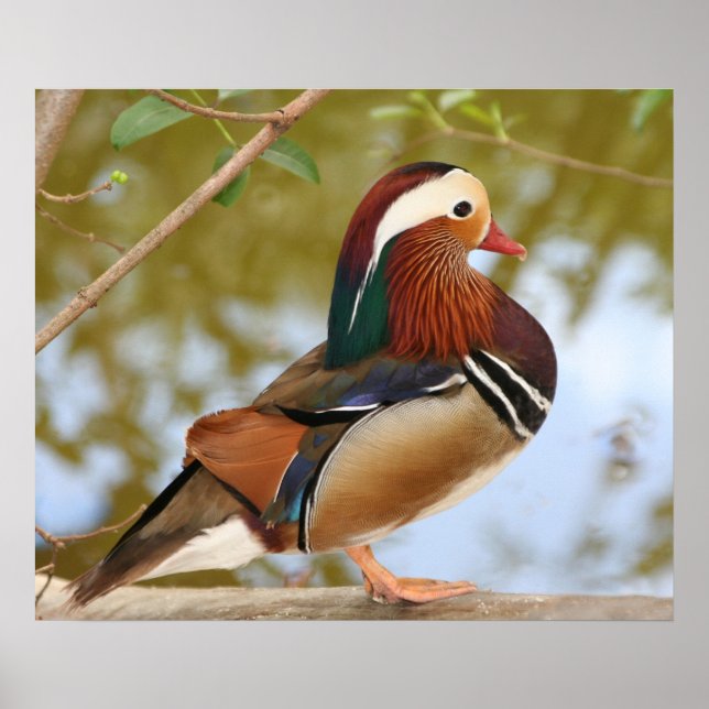 Mandarin Duck Poster (Front)