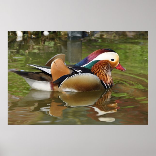 Mandarin Duck Poster (Front)